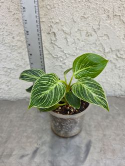 Philodendron Birkin Plant