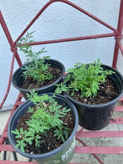Ruda-Rue Plant 🪴