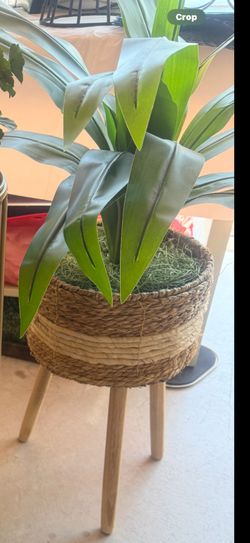 Decorative Plant in Woven Basket