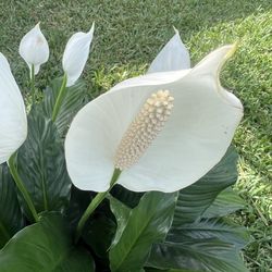 PEACE LILY PLANT ( Indoor And - Outdoor Full Shade)