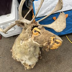 Rain deer Taxidermy Need Repair 