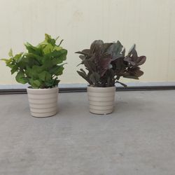 Small Plastic Plants In Ceramic Dishes