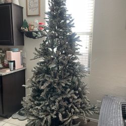 Xmas Trees! 