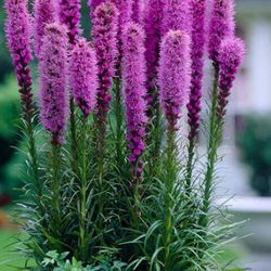 Blazing star plants 5$