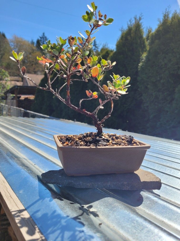 Ceramic Potted Arctostaphylos Uva-ursi