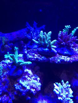 Sps coral colony full color $90