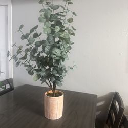 Planta  Nueva De Target 