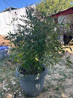 Heavenly Bamboo