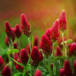 Crimson Clover (Trifolium incarnatum), $1. 50 for 9 Oz cup.  