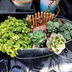 PLANT. SUCCULENT SALE THIS SATURDAY 2/18 NOON TIL 3PM SAN LORENZO