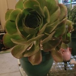 Guarden Plants