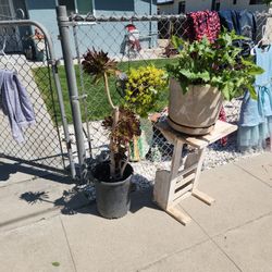 Plants