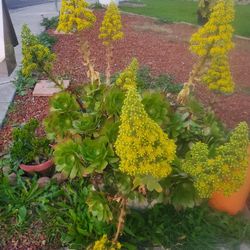 Big Plant With Flower For Sale