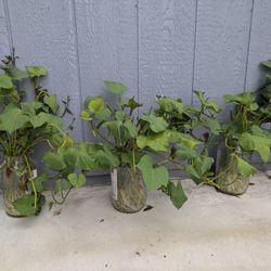 Organic Sweet Potato Stems with Roots – $2 Each! 🌱