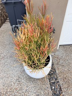 2x Potted 4 ft Fire Stick Plant