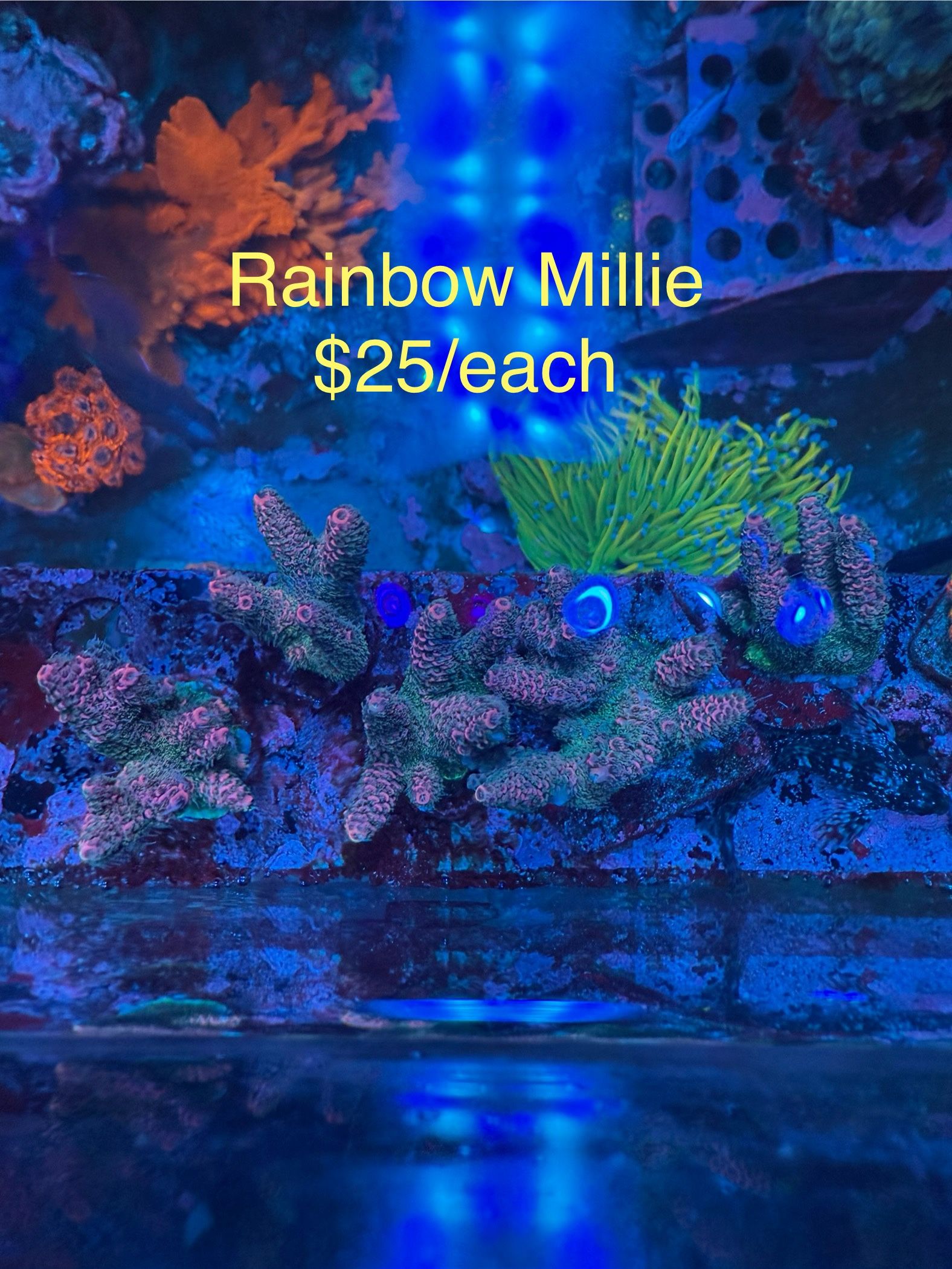 Fake corals