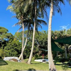 MUST SALE TODAY  5 coconut trees for sale $1500 Jupiter Farms