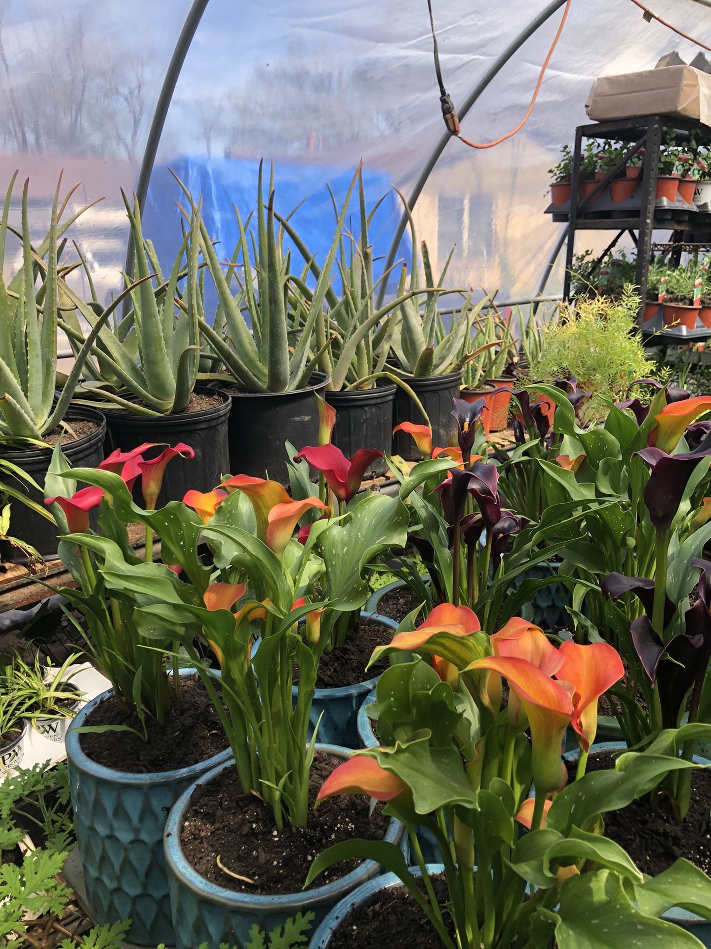 Huge plant sale Flowering hanging baskets, assortment of flowers, herbs, succulents, vegetables
