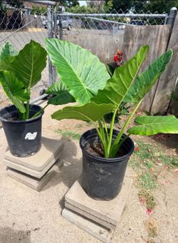 Elephant Ear Plants