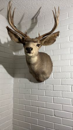 Deer Head Taxidermy Mount with Antlers