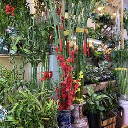 Lucky Bamboo Plants From Taiwan Tall 5-6 Ft.