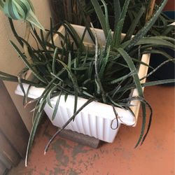 Aloe Vera Plant 