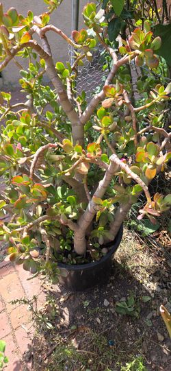 Suculenta jade