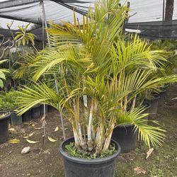 Areca Palm