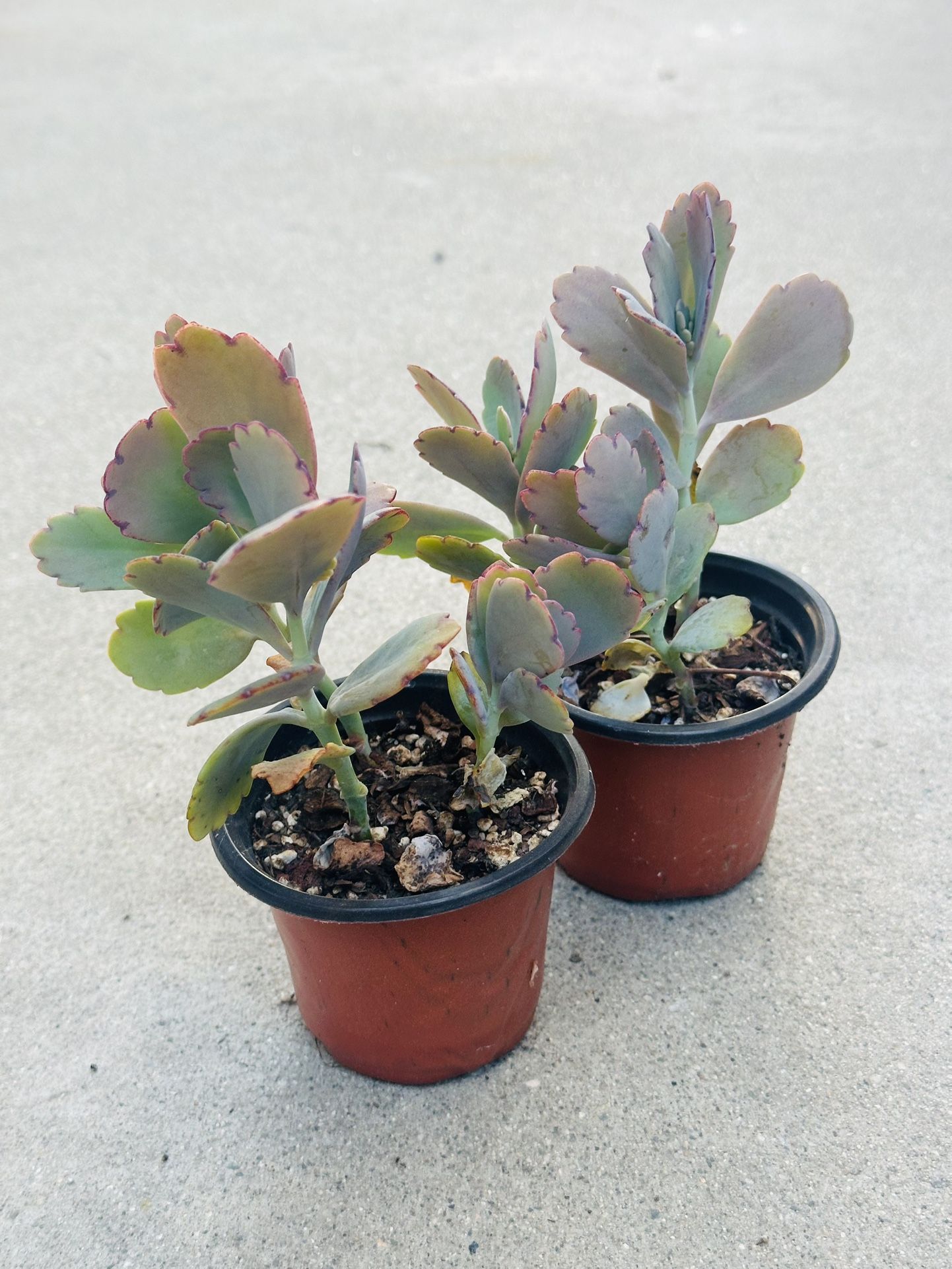Succulents plants 🪴(2 for $5)