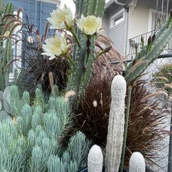 LG CACTUS, AGAVES, YUCCA 