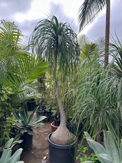 Ponytail Palm / elephant foot