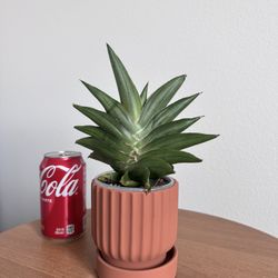 Sansevieria Emerald Wing