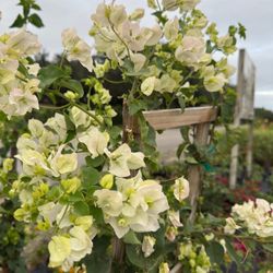 🌺 Plant: Bougainvillea Blanca & Naranja