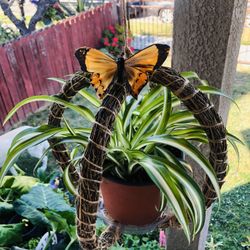 Spider Plant ( Chlorophytum Comosum ) In A Bamboo  Plant Hanger 