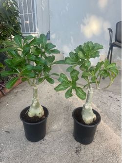 Desert rose 55$ each