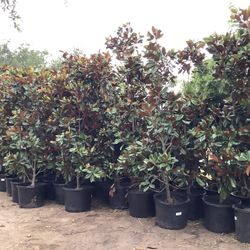 D D Blanchard Magnolia Trees 30gallon @@956@292@@8442