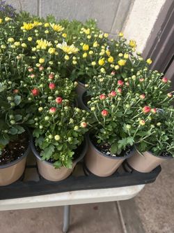 Mums and lantanas in 4 inch pots 4$ each