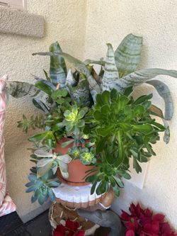 Assorted Succulent Plants