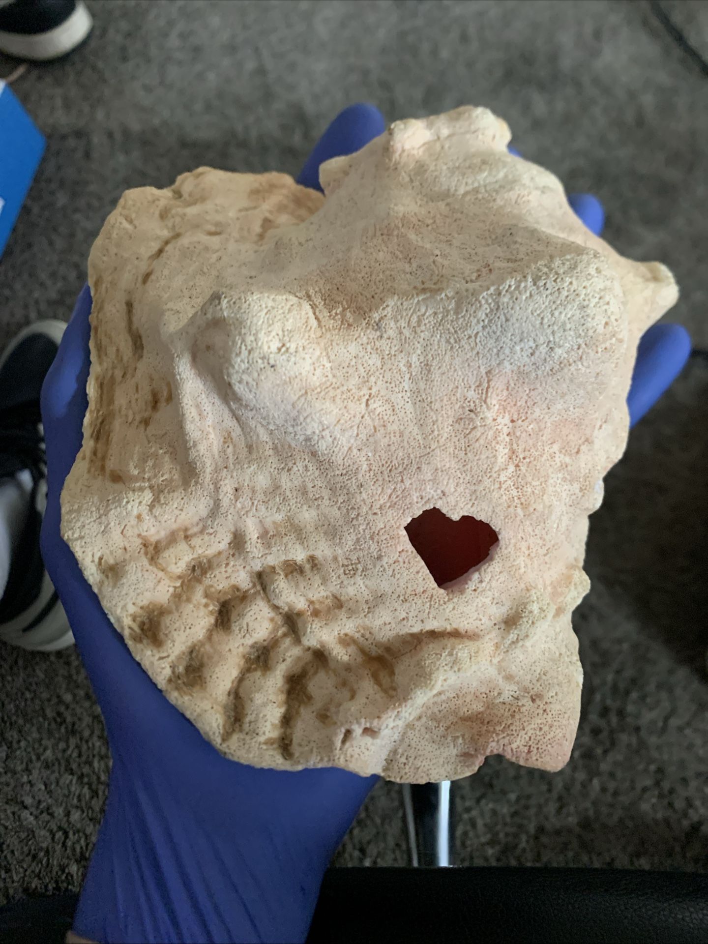 Some Sea Shell l Got From The Bahamas Fun Fact You Could Sing Thru It
