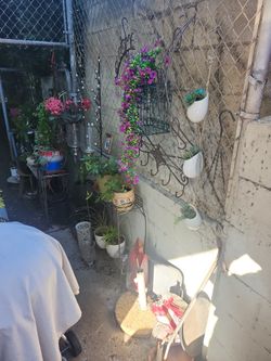 Plants Yard Sale ☘️🌵☘️🌵 🌺🌹🌺 🌴