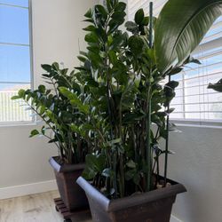 Zamioculcas Zamiifolia (ZZ Plant) houseplant.
