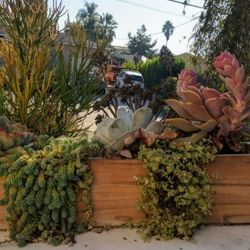 succulent tropical plants