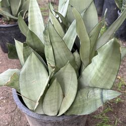 Sansevieria trifasciata Snake Plant. /Lengua De Suegra