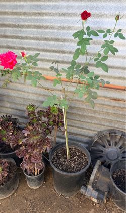 Rosebush