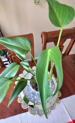 🌿 Juvenile Monstera Burle Marx Flame💎