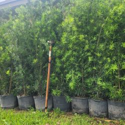 Spectacular Podocarpus Plants For Inmediate Privacy!!! 6 Feet Tall!! Fertilized 