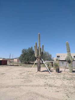Saguaro Cactus, Joshua Trees And Other Mature Cactus