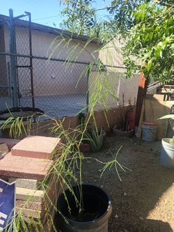 Palo Verde