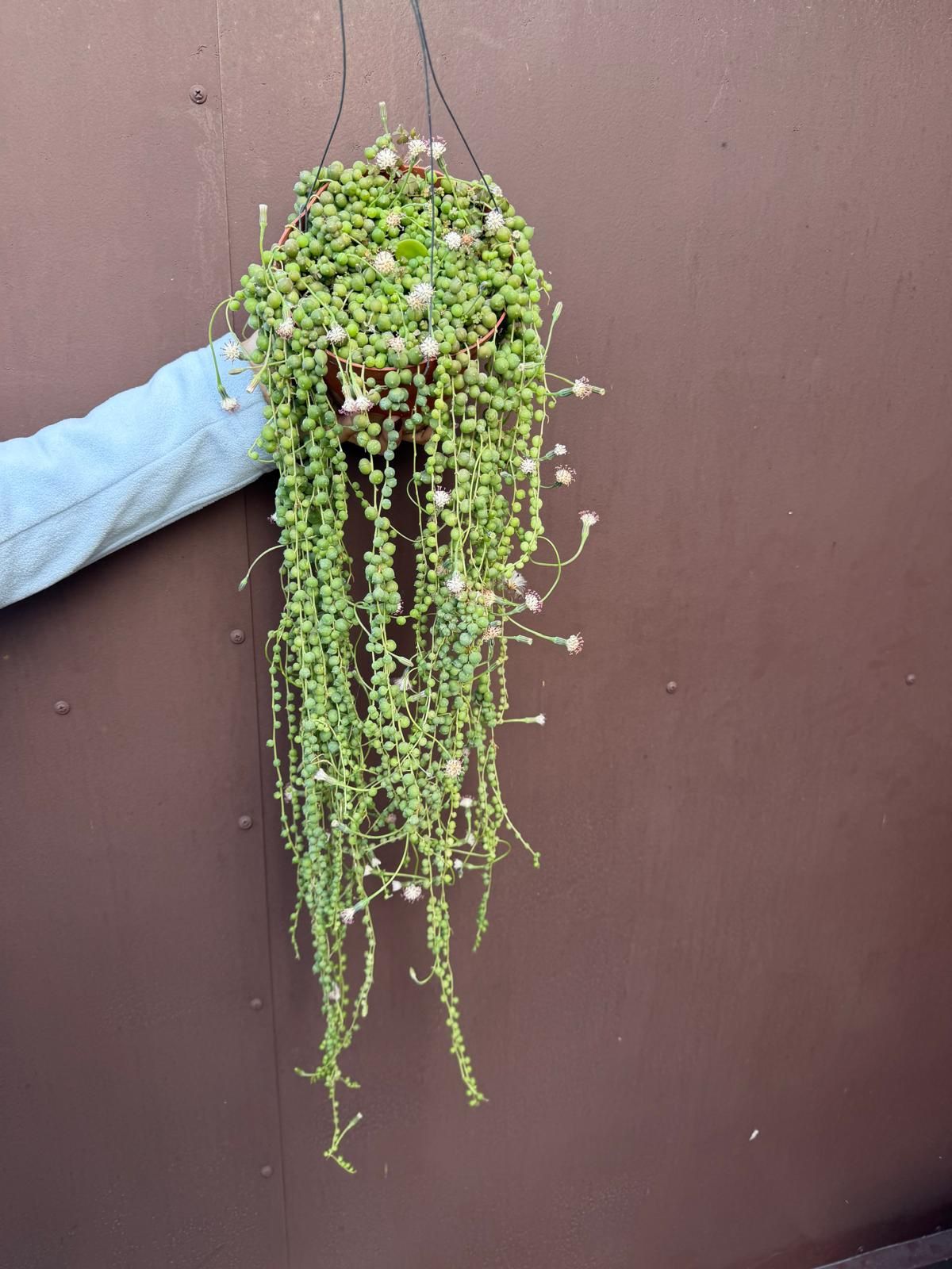 6” strings of pearls