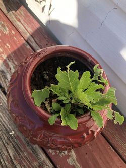 Epazote Con tado y la maceta 